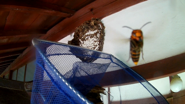 スズメバチの巣を発見した時の対処法 ｜ 滋賀県のハチ駆除業者「ジェイ 